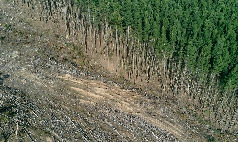 Se aprueba una ley que busca frenar la deforestación mundial