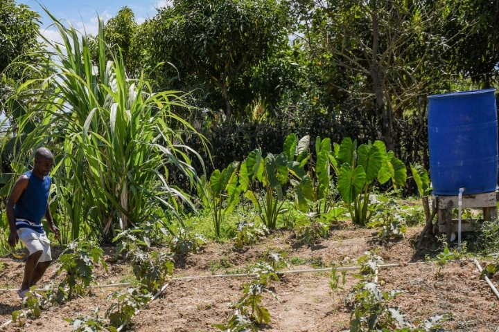 Adaptación agrícola en Haití: Innovadoras soluciones para enfrentar el cambio climático y fortalecer la resiliencia