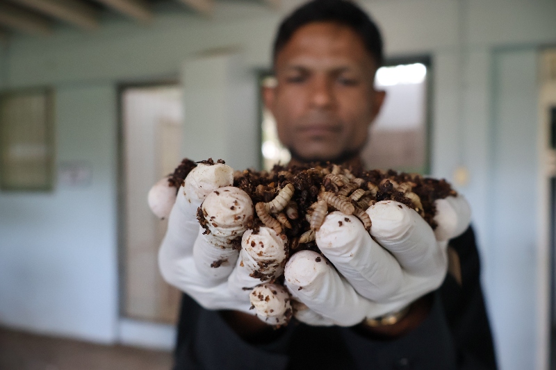De larvas a solución: el joven científico que impulsa proteínas sostenibles en el Caribe