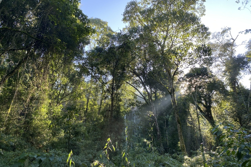 Restauración de bosques nativos: las experiencias de Chubut y Misiones