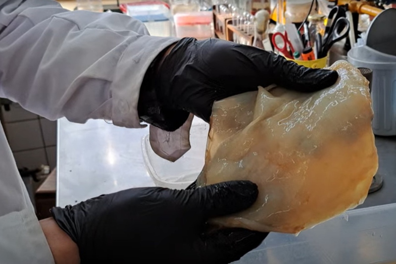 Una científica y una emprendedora marplatenses convierten residuos en biomateriales y productos de diseño